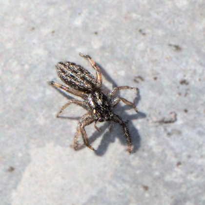 Jumping Spider (Holoplatys planissima) (Holoplatys planissima)
